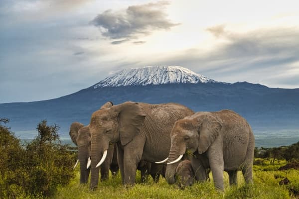 Ultimate Kenya Safari!