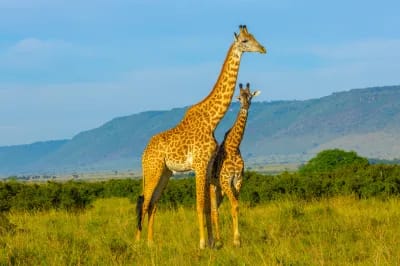 Kenya & Tanzania